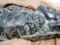 Naval Shipworm