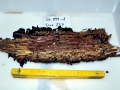 Naval Shipworm