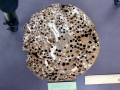 Naval Shipworm