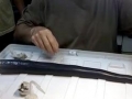 Naval Shipworm