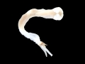 Naval Shipworm