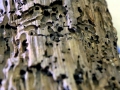 Naval Shipworm