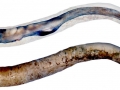 Naval Shipworm