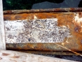 Naval Shipworm