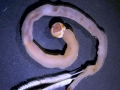 Naval Shipworm