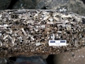 Naval Shipworm