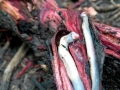 Naval Shipworm