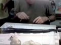 Naval Shipworm