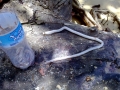 Naval Shipworm
