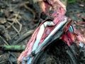 Naval Shipworm