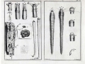Naval Shipworm