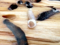 Naval Shipworm