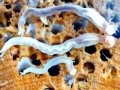 Naval Shipworm