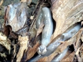 Naval Shipworm