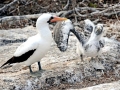 Nazca Booby