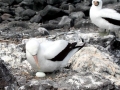 Nazca Booby
