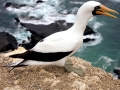 Nazca Booby