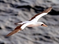 Nazca Booby
