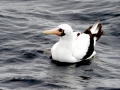 Nazca Booby