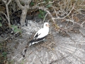 Nazca Booby