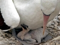 Nazca Booby