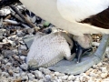 Nazca Booby