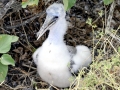 Nazca Booby