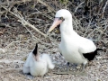 Nazca Booby