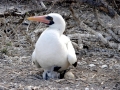 Nazca Booby