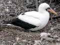 Nazca Booby