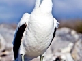 Nazca Booby