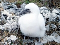 Nazca Booby