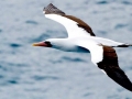 Nazca Booby