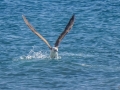 Nazca Booby