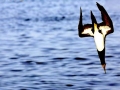 Nazca Booby