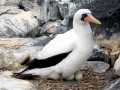 Nazca Booby