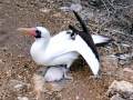 Nazca Booby