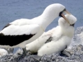 Nazca Booby