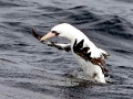 Nazca Booby