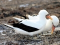 Nazca Booby