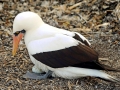 Nazca Booby