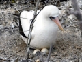 Nazca Booby