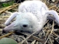 Nazca Booby