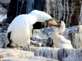 Nazca Booby