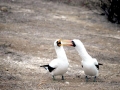 Nazca Booby