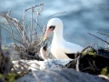 Nazca Booby