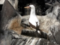 Nazca Booby