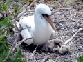 Nazca Booby