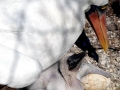 Nazca Booby
