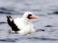 Nazca Booby